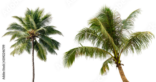 Obraz na płótnie Coconut palm tree on transparency background