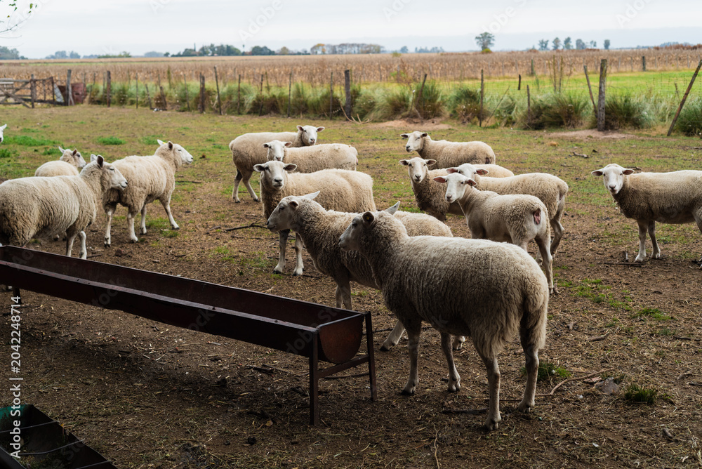 Obraz premium Flock of Texel Sheep Standing in a Farm Corral Near a Metal Trough