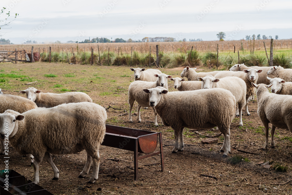 Fototapeta premium Flock of Texel Sheep Standing in a Farm Corral Near a Metal Trough