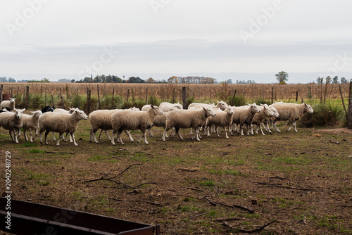 Obraz na plátně Flock of Texel Sheep Standing in a Farm Corral Near a Metal Trough