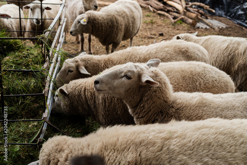 Obraz na plátně Flock of Texel Sheep Eating Green Forage Hay from a Long Metal Trough