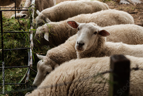 Obraz na plátně Flock of Texel Sheep Eating Green Forage Hay from a Long Metal Trough