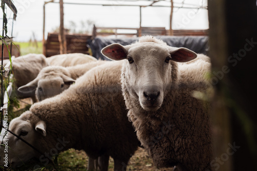 Obraz na płótnie Close-up Portrait of a White Texel Sheep Looking at Camera in a Corral