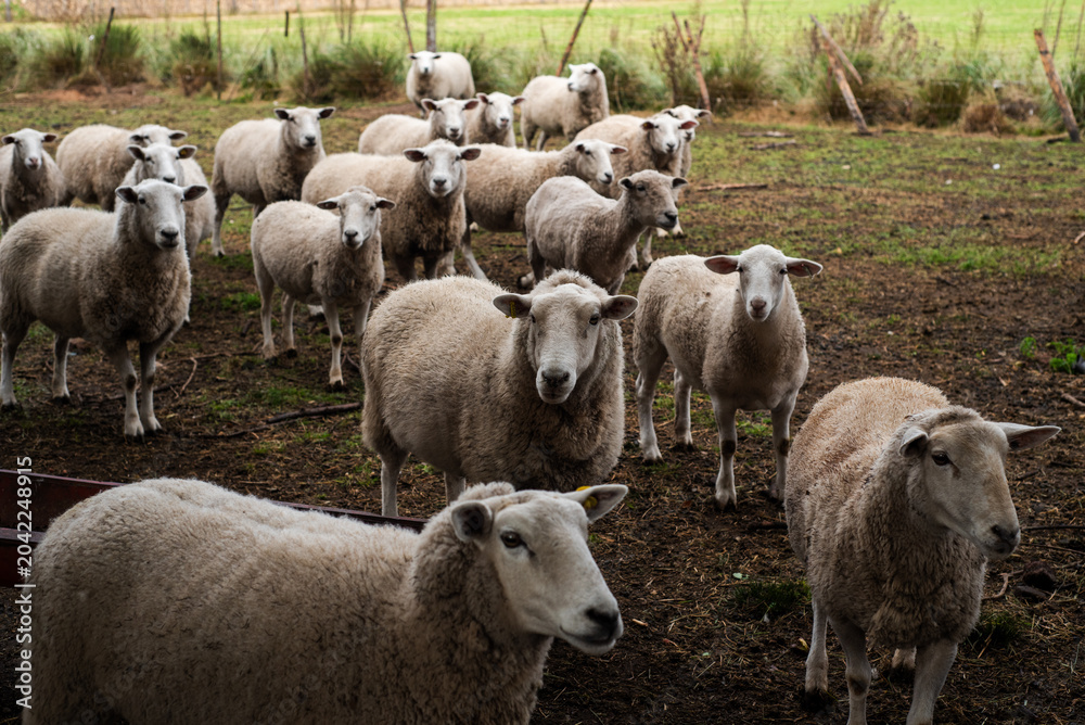 Fototapeta premium Flock of White Texel Sheep Standing in an Open Farm Corral