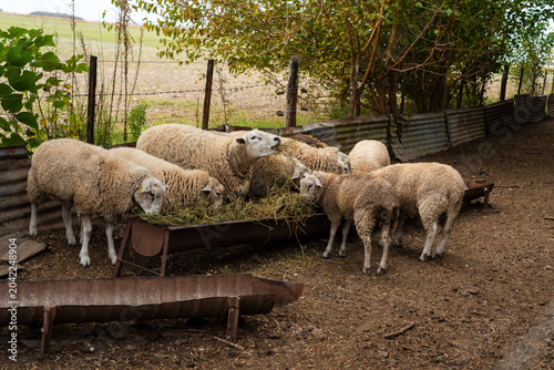 Canvas-taulu Flock of Texel Sheep Eating Green Forage Hay from a Long Metal Trough