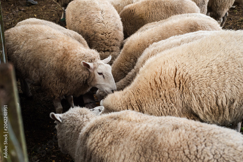Fotografia Texel Sheep Eating Corn Grain Feed from a Metal Trough in a Farm Corral