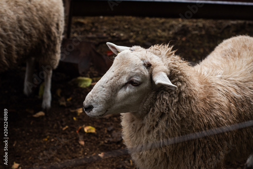 Fotografía Close-up Profile of a White Texel Sheep in a Farm Corral