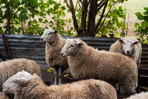Tablou pe pânză Texel Sheep Breed Group Standing in a Farm Corral with Green Foliage Background