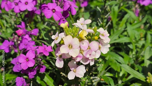 Sweden. Lunaria annua, commonly called honesty or annual honesty, is a species of flowering plant in the cabbage and mustard family Brassicaceae. 