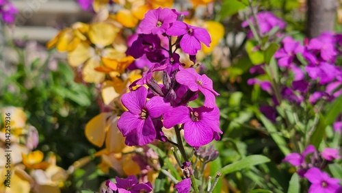 Sweden. Lunaria annua, commonly called honesty or annual honesty, is a species of flowering plant in the cabbage and mustard family Brassicaceae. 