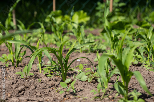 Young corn plants grow in a garden during a sunny day while surrounded by green leaves and soil
