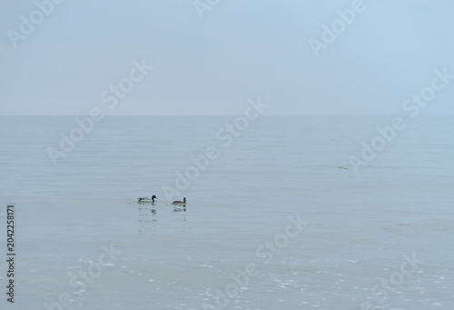 Two mallard ducks swimming in a calm misty sea