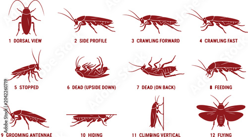 Foto Cockroach movement stages and poses including dorsal view side profile crawling feeding hiding and flying illustration