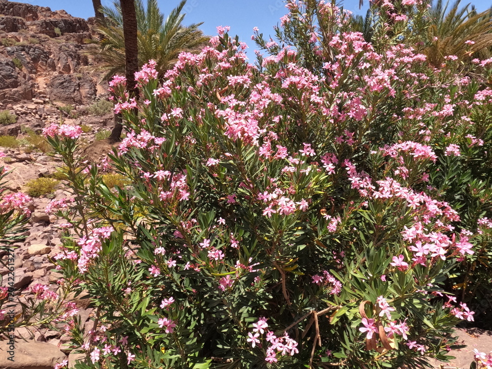 Fototapeta premium Pink Nerium Oleander Flowers Outdoors, Pink Oleander Flowers in Bloom