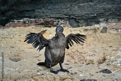 Bild auf Leinwand Flightless Cormorant spreads its wings in the Galápagos