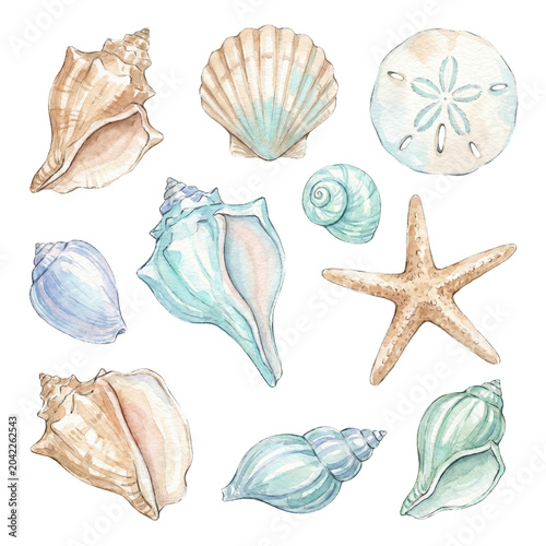 Delicate Watercolor Seashells and Starfish Isolated on White Background