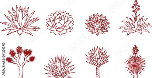 Obraz na plátne Desert succulent plants agave yucca agave americana agavaceae drought tolerant flora stylized line drawing