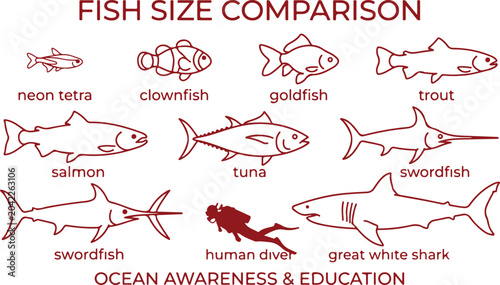 Photos Fish size comparison illustration showing different ocean species and their relative sizes like salmon trout tuna swordfish great white shark