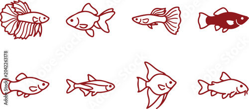 Photos Various small fish species illustrations including betta goldfish guppy angelfish neon tetra isolated on transparent background