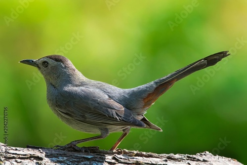 Billede på lærred Grey Catbird