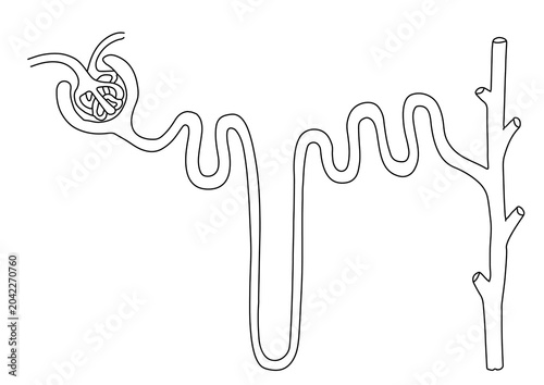 Bild auf Leinwand Anatomical structure of a urinary nephron