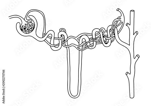 Bild auf Leinwand Anatomical structure of a urinary nephron