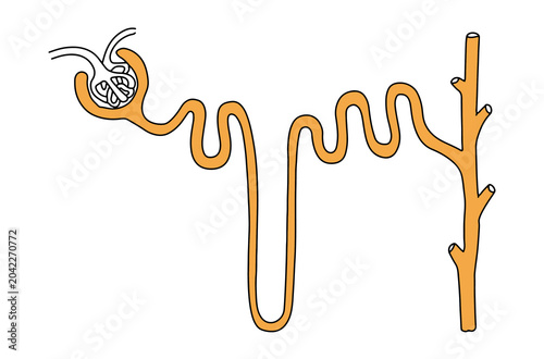 Bild auf Leinwand Anatomical structure of a urinary nephron
