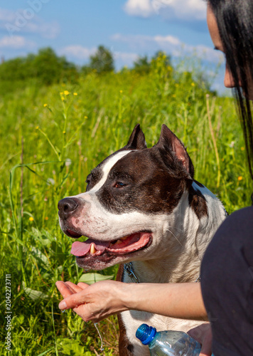 Woman giving water to a black and white dog in a green field on a sunny day. Pet care, friendship, outdoor activity