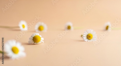 daisies on a white background
