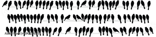 WebBlack birds silhouettes sitting on power lines vector illustration isolated on white background for nature wildlife environment and graphic design projects