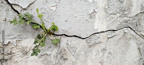 Bewachsener Riss in Hausmauer