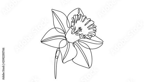 Foto One continuous line illustration of an Daffodil flower , isolated on white background