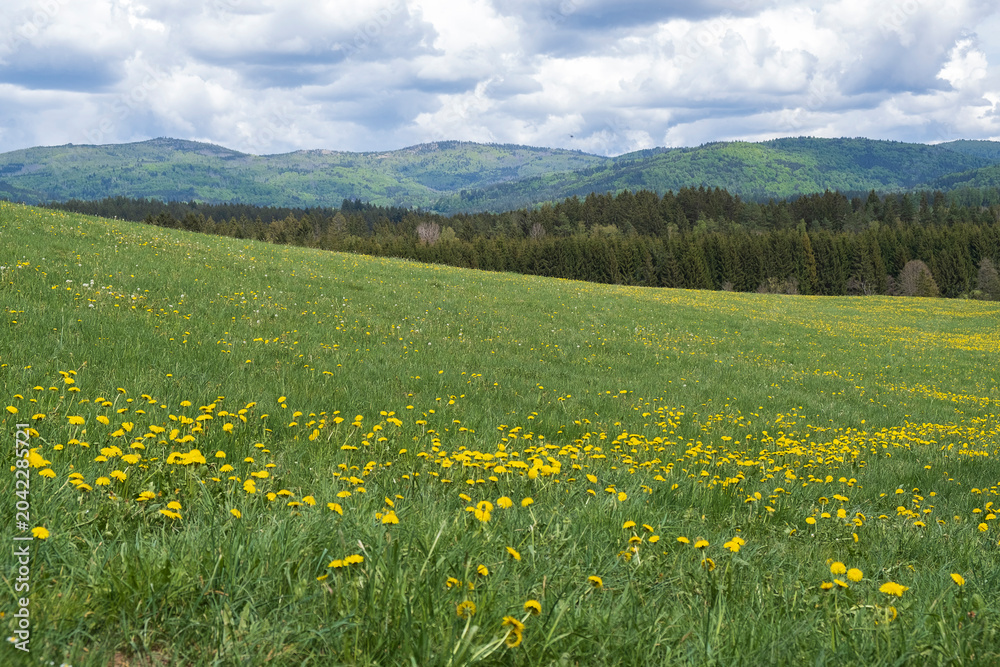 Fototapeta premium Blooming dandelion meadow with mountain landscape