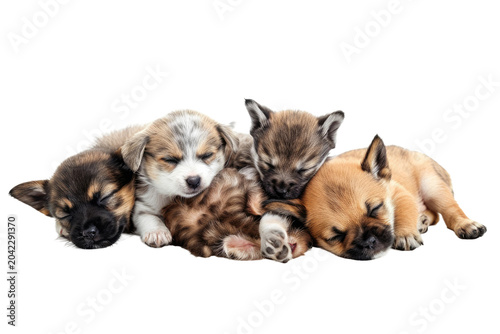 Puppies Piled up in Perfect Harmony. White or PNG Transparent Background.