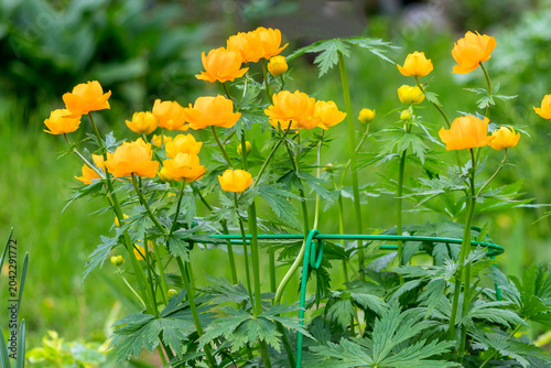 Flowering bush of European globeflower, a perennial ornamental plant.
