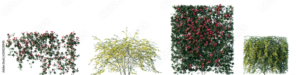 Fototapeta premium Set of Mandevilla sanderi and Jasminum nudiflorum blossoming frontal isolated png on a transparent background perfectly cutout