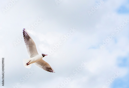 A flying seagull against a blue sky with clouds, space for an inscription