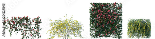 Foto Set of Mandevilla sanderi and Jasminum nudiflorum blossoming frontal isolated pn