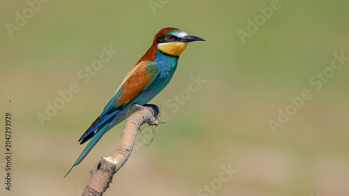 Canvas Print bee-eater bird perching on a branch
