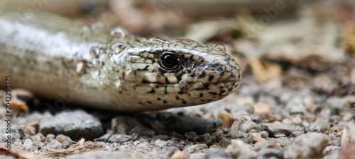 Blindschleiche Kopf