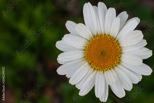 White Chamomile Blossom On Green Background.