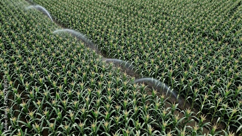 Maize Corn Field Irrigation