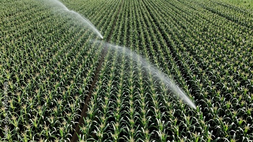 Maize Corn Field Irrigation