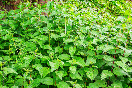 Vászonkép Dense patch of vibrant green stinging nettle plants in a natural outdoor setting