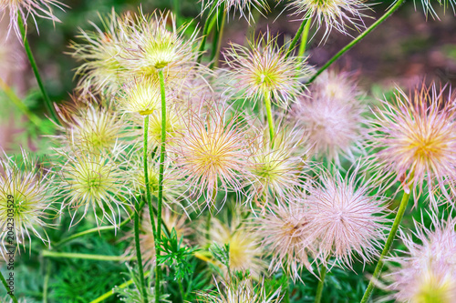 Konstfotografi Delicate fluffy seed heads of pasqueflower plants in soft natural light