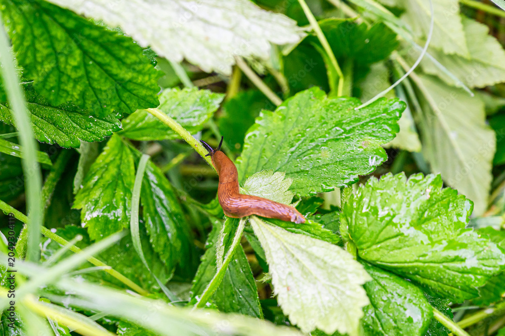 Fototapeta premium Brown slug slowly crawling on a wet green plant stem in the garden