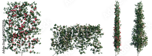 Bilde på lerret Set of Mandevilla sanderi (the Brazilian jasmine) blossoming frontal isolated pn