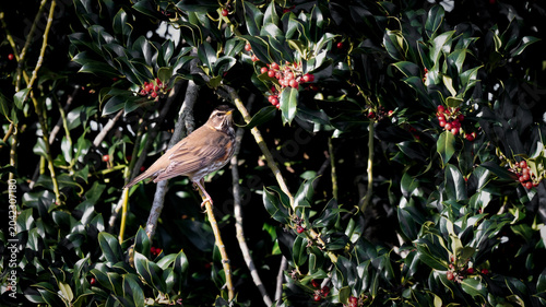 Bild auf Leinwand Redwing Bird Feeding on Rowen Berries