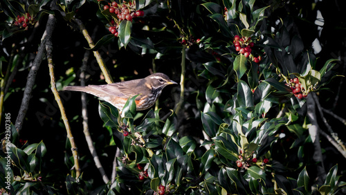 Fotografie Redwing Bird Feeding on Rowen Berries