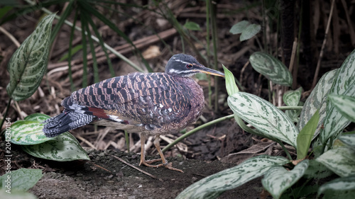 Photos Sun Bittern Standing on the Ground